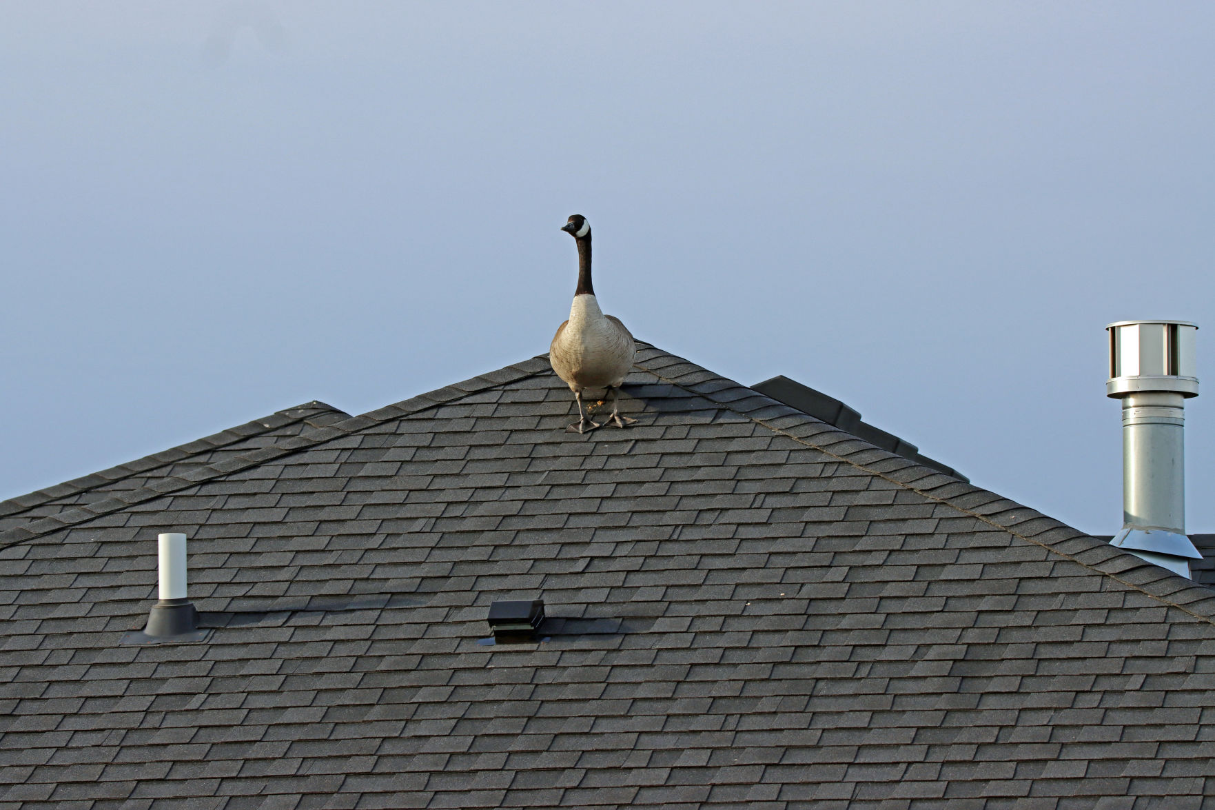 Unusual Bird on Roof